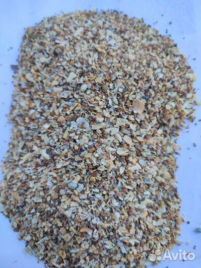 Ракушка кормовая каспийская