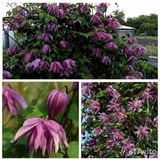 Клематисы сорта в объявлении