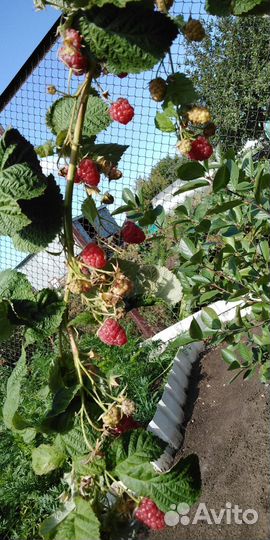 Малина сорт Карамелька