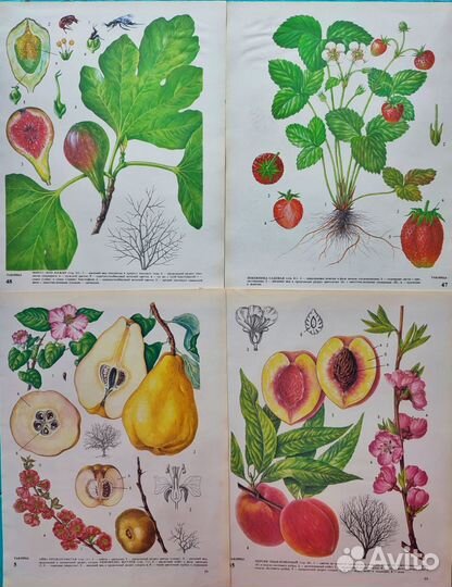 Ботанические иллюстрации фрукты, овощи