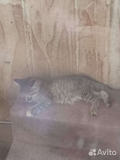 Котëнок Алëнка ищет дом