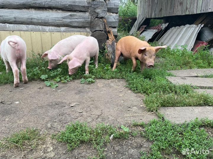 Поросята помесь ландрас дюрок