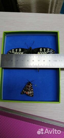 Махаон, размер 9 см