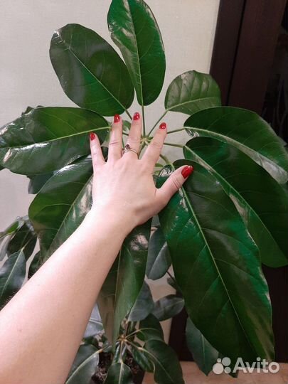 Шефлера Амате Гигант