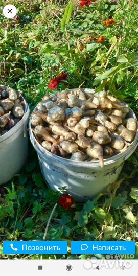 Топинамбур