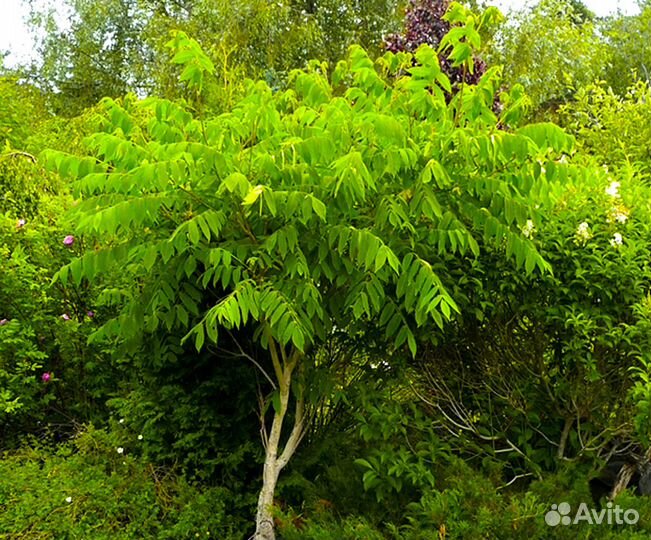 Маньчжурский орех саженцы 3-4 х летки