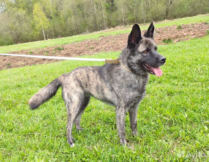 Голландская овчарка метис в дар