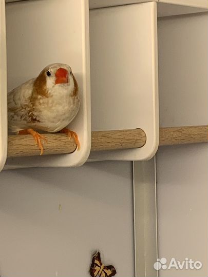 Зебровые амадины