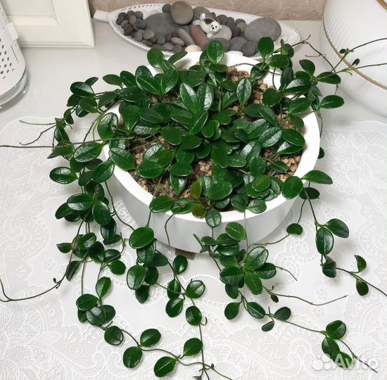 Хойя uniflora