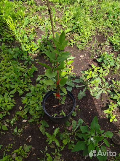 Саженец клематиса