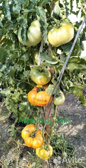 Семена коллекционных сортов томатов