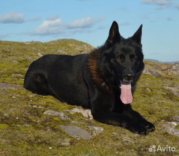 Немецкие овчарки чепрачные и черные -щенки