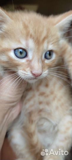 Котята рыжие бесплатно