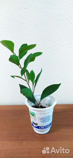 Фикус микрокарпа