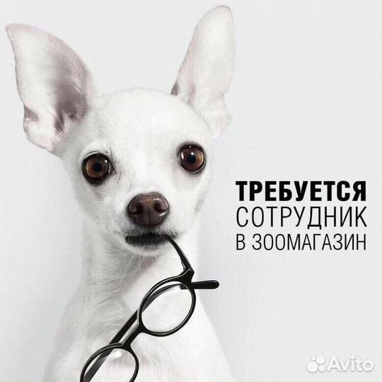 Продавец зоотоваров