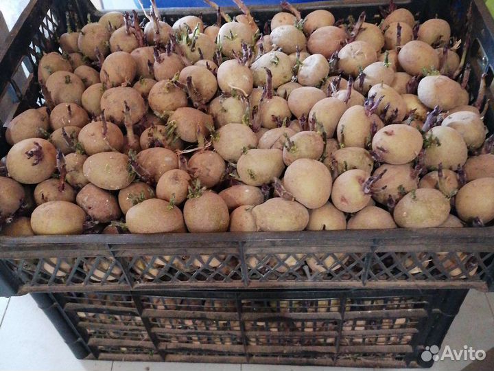 Семенной картофель синеглазка