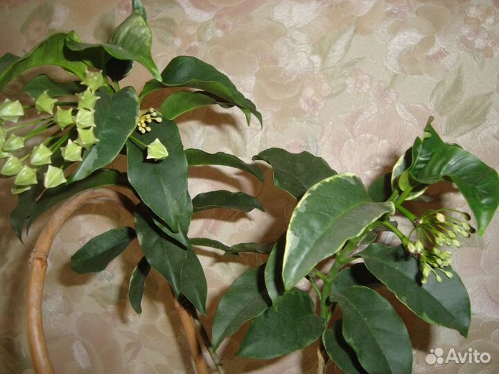 Хойи и не только