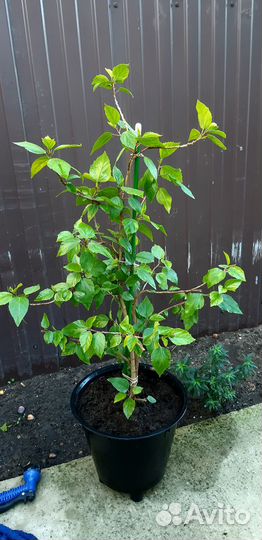 Гибискус или китайская роза