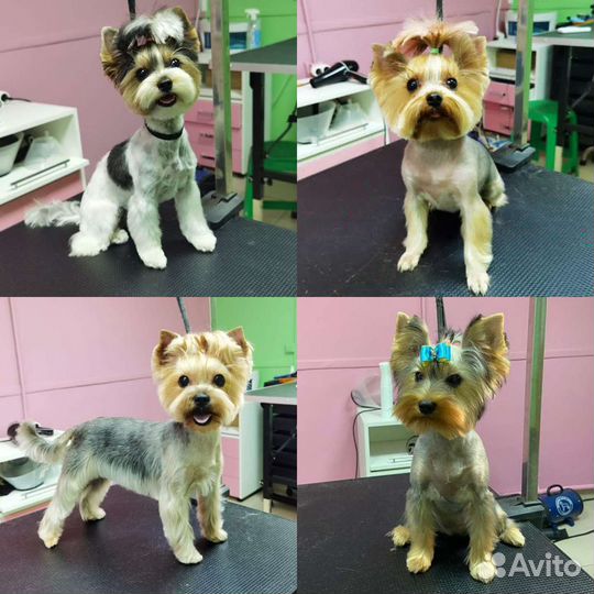 Стрижка кошек и собак, экспресс-линька Краснодар