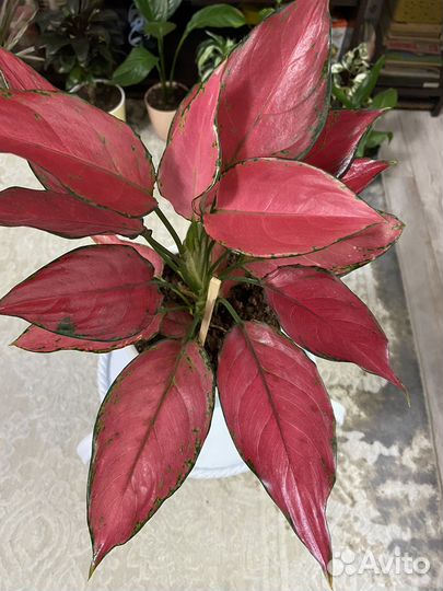 Комнатные растения цветы