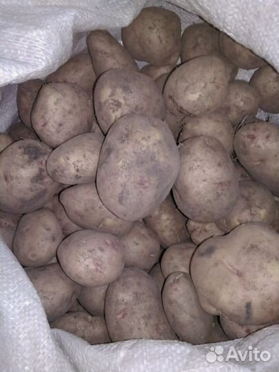 Картофель