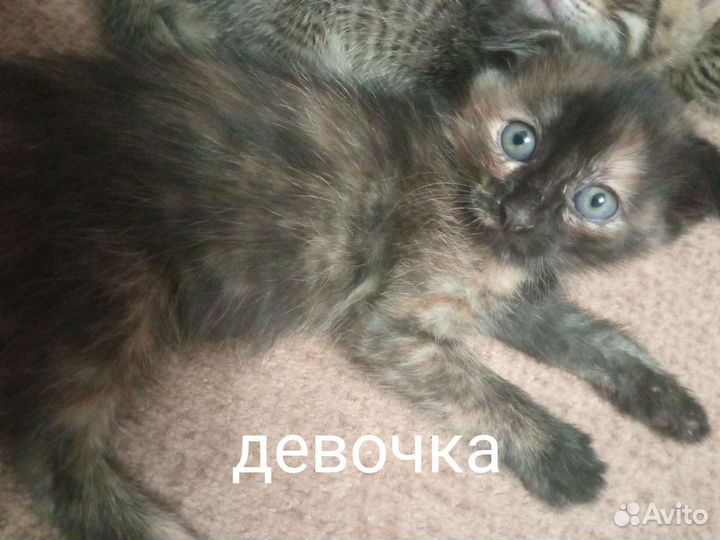 Котята бесплатно