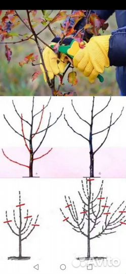 Обрезка деревьев, кустарников, удаление