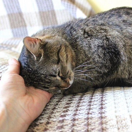 Пристраивается кошка