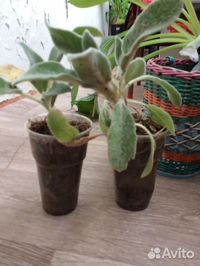 Чистец «овечьи ушки» делянки