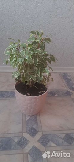 Юкка, Фикус