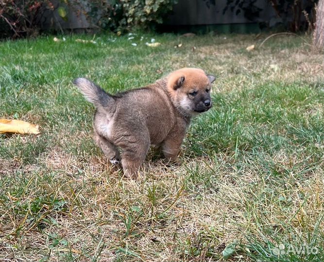 Мальчик сиба