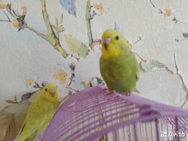 Птенцы волнистого попугая