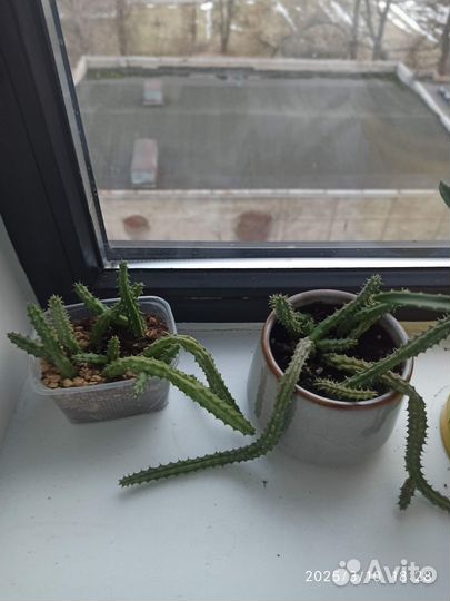 Домашние растения большие