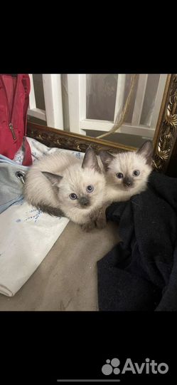 Тайские котята