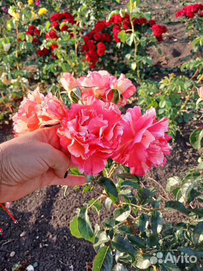 Саженцы роз оптом