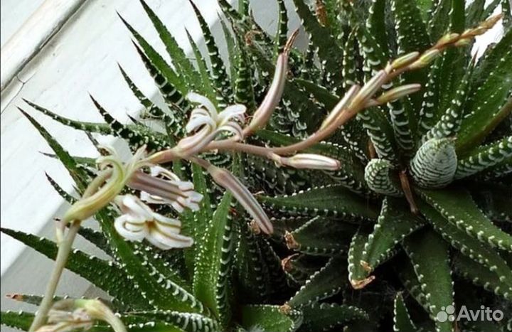 Хавортия полосатая