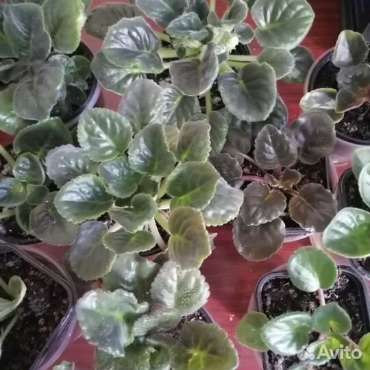 Детки, стартеры и листики сортовых фиалок