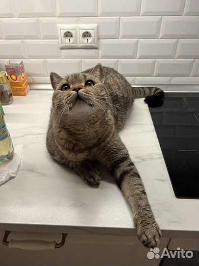 Отдам кота в добрые руки
