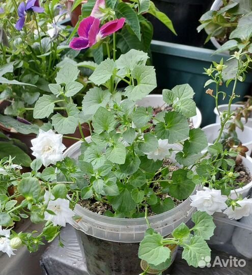 Комнатные цветы