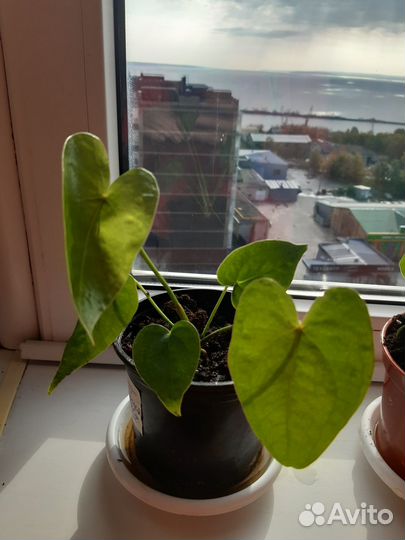 Цветок мужское счастье