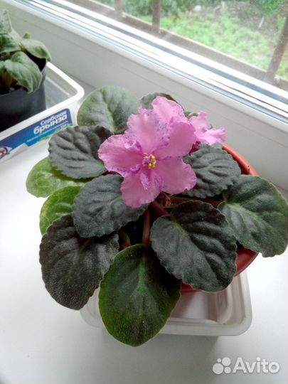 Фиалка в горшке