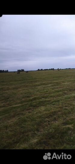 Продам сено в рулонах