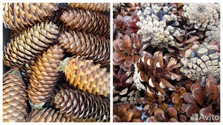 Шишки сосновые и еловые отборные для флористики