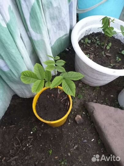 Манжурский орех