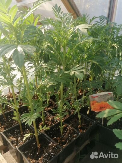 Бархатцы (Тагетес)