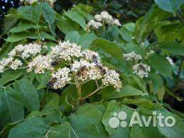 Эводия Даниэля