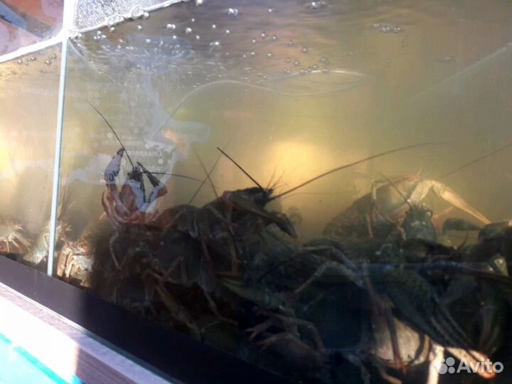 Раки парковый