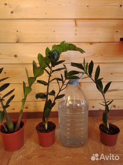 Замиокулькас долларовое дерево