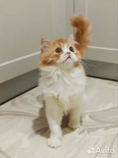 Шотландский котенок
