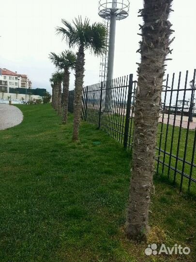 Пальмы Трахикарпус